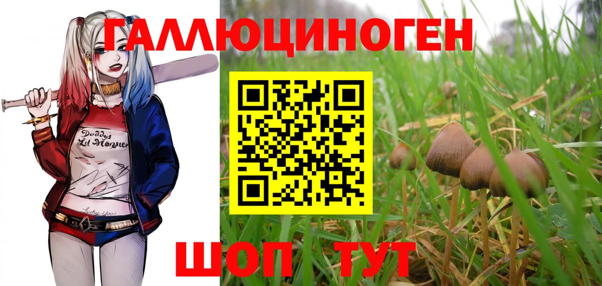 Будённовск  Галлюциногенные грибы GOLDEN TEACHER  цена   Вход с VPN 