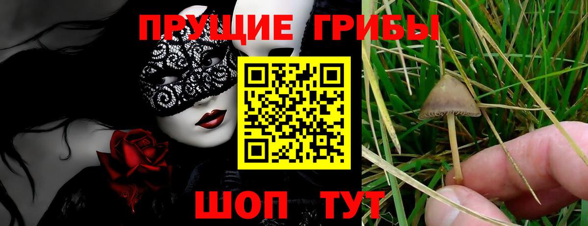 Галлюциногенные грибы Psilocybine cubensis Будённовск